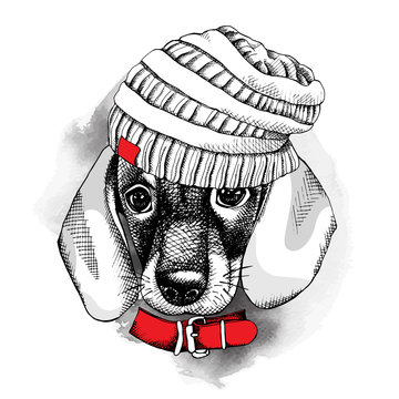 The image with the portrait of the dog Dachshund in the knitted hat and with the collar. Vector illustration.