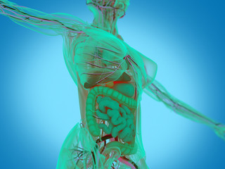 Female human anatomy, torso showing intestines. 3D Illustration.