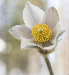 Obraz premium Beautiful flower Pulsatilla vernalis
