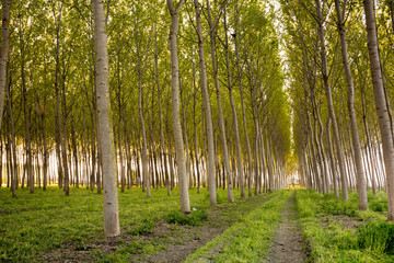 rows of poplar trees side perspective view