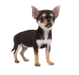 Small chihuahua puppy on the white background