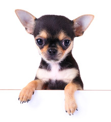 Small chihuahua puppy on the white background