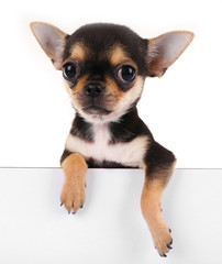 Small chihuahua puppy on the white background