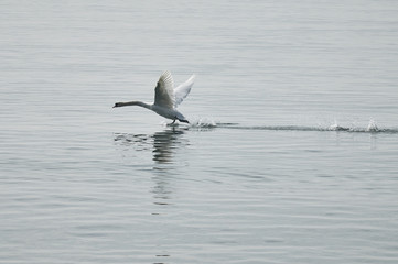 schwan 03