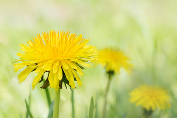 Obraz premium Eine Frühlingswiese mit blühendem Löwenzahn