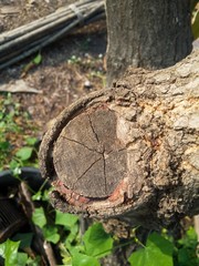 old wood bark