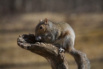 Tree squirrel