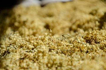 Dried aromatic elderberry (sambucus) for tea, drying fresh elderflowers