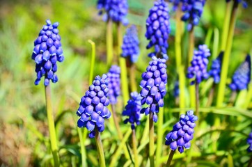 Traubenhyazinthen (Muscari) 