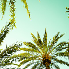Vintage palm tree and palm leafs against the sky