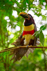 Colorful tucan