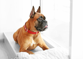 Boxer dog with pillow lying on a windowsill at home