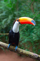 Colorful tucan © swisshippo