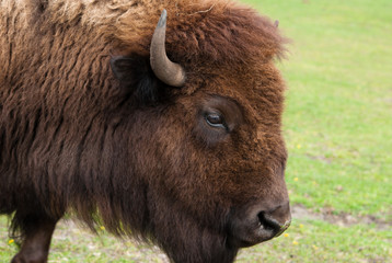 bison eating grass on grass