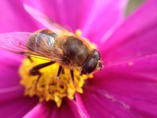 Bee on cosmos flower