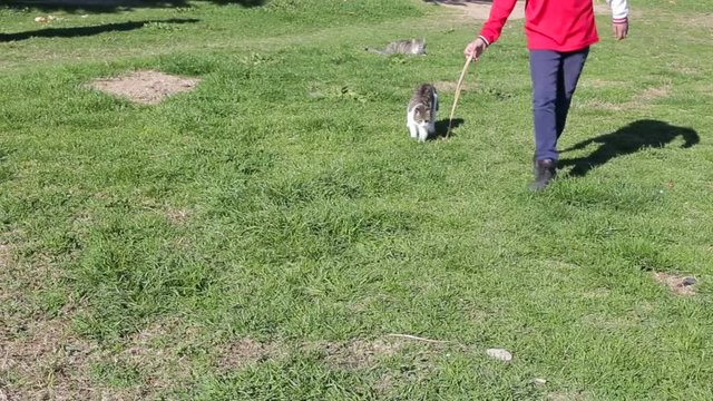 Cat playing with a toy on the green grass in the park