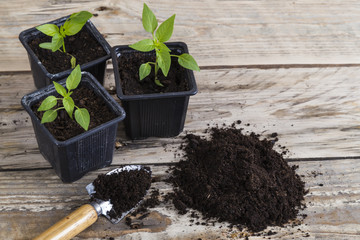Plants with trowel and compost