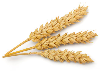 Dried Wheat Ear