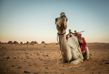 Camel in Numibian desert, Meroe pyramids, Soudan