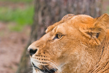 Lion portrait on forest