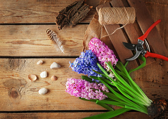 Hyacinth and garden tools on wooden background