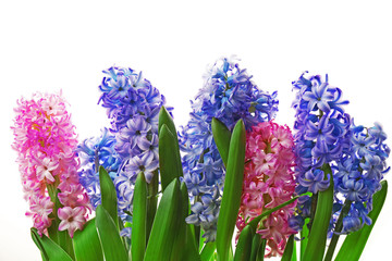 Fototapeta premium Hyacinth isolated on white