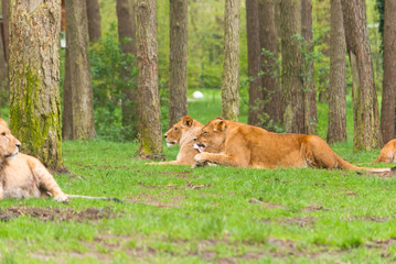 Fototapeta na wymiar lions waiting together 