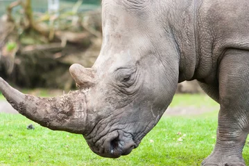 Rideaux occultants Rhinocéros rhinocéros sur la route