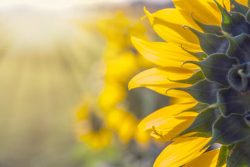 Naklejka premium .Sunflower field