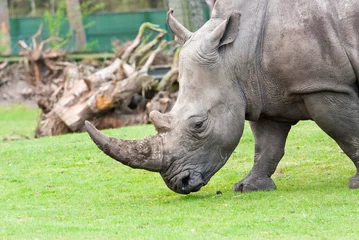 Store enrouleur tamisant Rhinocéros rhinocéros sur la route