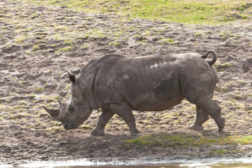 rhinoceros runs on lake