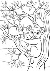 Fototapeta premium Little cute koala sits on the tree and holds eucalyptus.