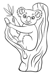 Little cute koala sits on the tree and holds eucalyptus.