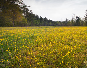 Obraz premium Spring field