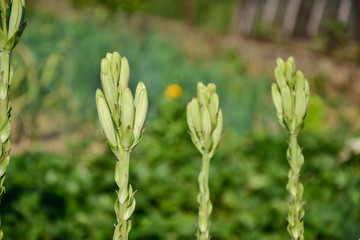 White lily flowers in the garden in springtime
