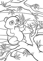 Little cute pands sits and eats leaves.