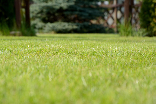 Photo of lawn with blurred foreground and background.