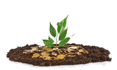 Pile of coins in soil with young plant isolated on white