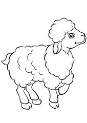 Little cute sheep stands and smiles.