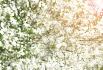 Bokeh blur from natural tree For texture background