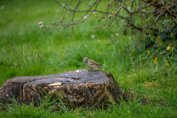 Feeding Sparrow