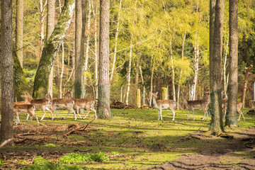 Group shy wild animals are in the woods and watch the area. Fall