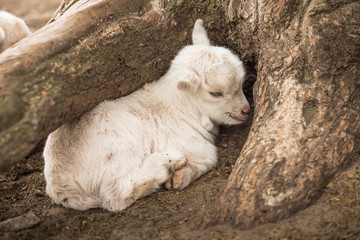 white goat baby is curled up hiding under a tree