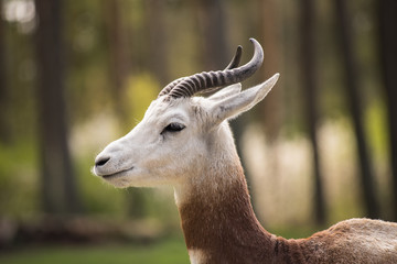 Obraz premium Portrait of a Dama gazelle in the background a Jeep and forest .