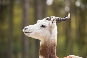 Portrait of a Dama gazelle in the background a Jeep and forest .
