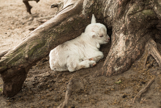 white goat baby is curled up hiding under a tree