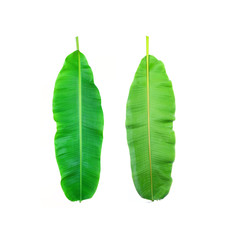 Fresh Banana Leaf Isolated On White with Clipping Path