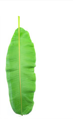 Fresh Banana Leaf Isolated On White