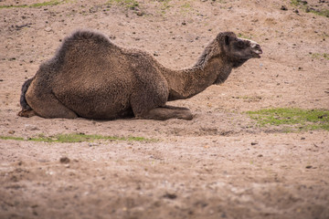 Camel is rotten in the desert and roars around