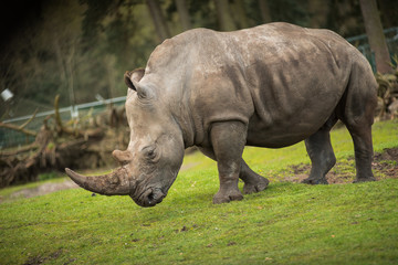 Rhino goes on meadow walk